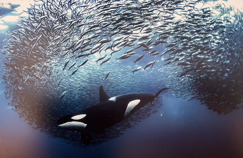 Underwater Photographer of the Year - Gosport Museum and Gallery 2023